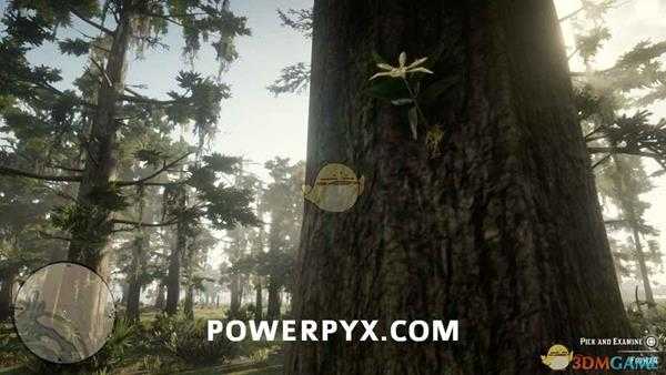 《荒野大镖客2》全兰花位置及外观一览