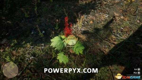 《荒野大镖客2》全普通植物采集地点及外观一览（附地图）