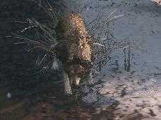 《只狼：影逝二度》苇名众杂兵分类汇总