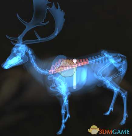 《猎人:荒野的呼唤》黄鹿&黑尾鹿&白尾鹿步枪速杀攻略