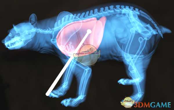 《猎人：荒野的呼唤》美洲黑熊＆棕熊步枪速杀攻略