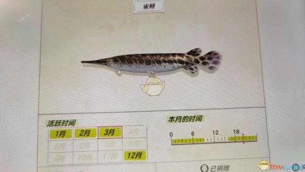 《动物森友会》池塘鱼类雀鳝图鉴