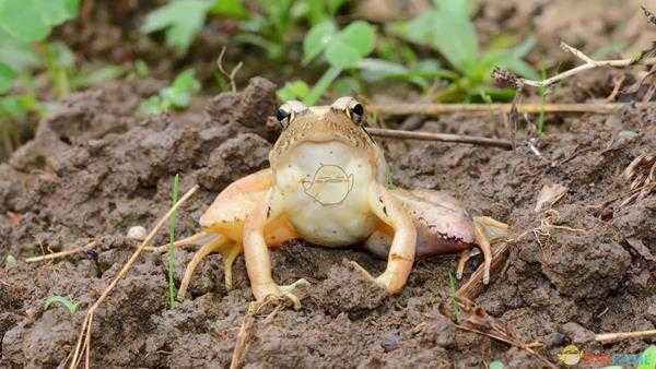 《集合啦！动物森友会》青蛙图鉴