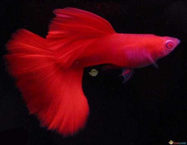 《集合啦！动物森友会》孔雀鱼图鉴