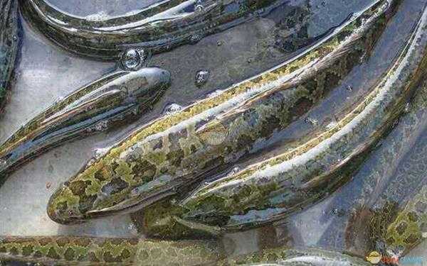 《集合啦！动物森友会》黑鱼图鉴