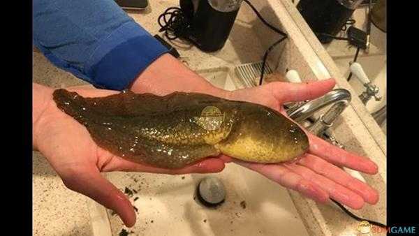 《集合啦！动物森友会》蝌蚪图鉴