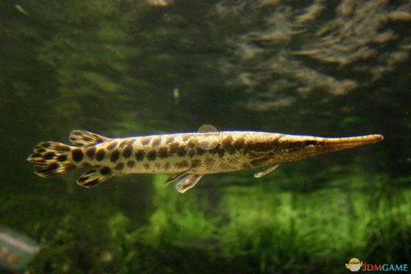 《集合啦！动物森友会》雀鳝图鉴