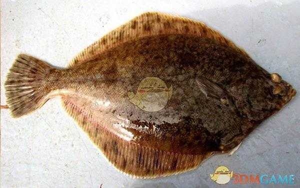 《集合啦！动物森友会》比目鱼图鉴