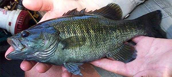 《集合啦！动物森友会》黑鲈鱼图鉴