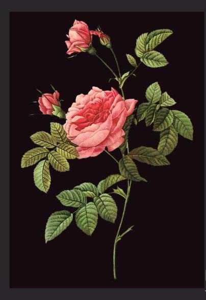 ps怎么制作镶嵌在花丛中的文字? ps设计花草穿插字体的教程